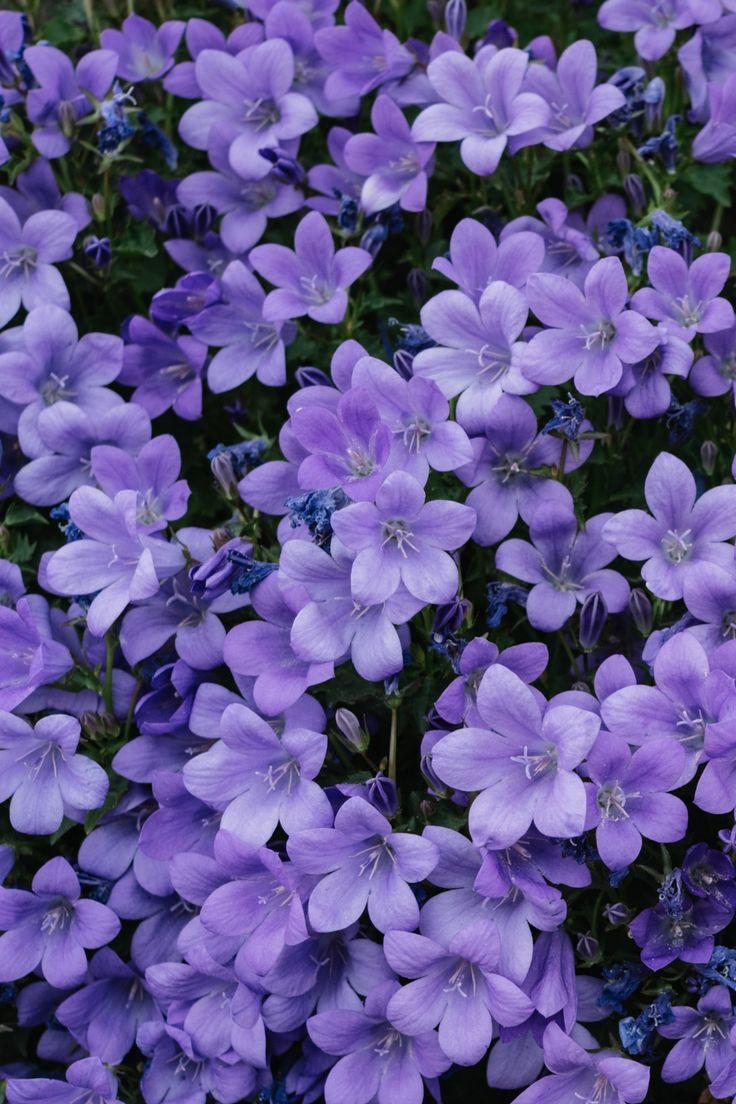 Enchanted Garden Dream Blossom Array